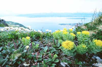Alpinflora n&aelig;r Troms&oslash;