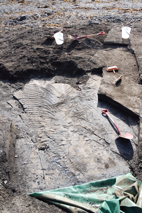 øglefossil1