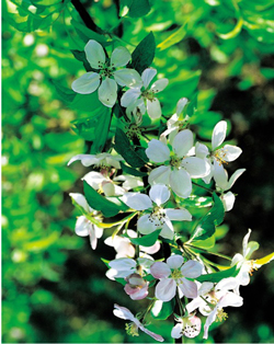 �rets blomst