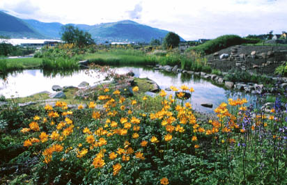 Trollius chinensis