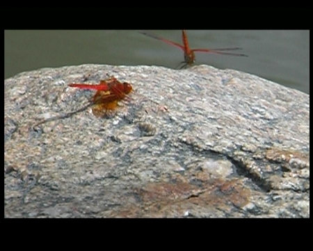 libelle rouge