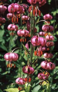 Lilium martagon