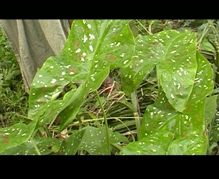 plante