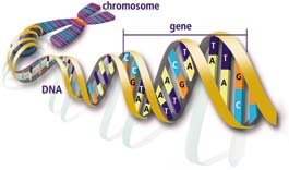 DNA