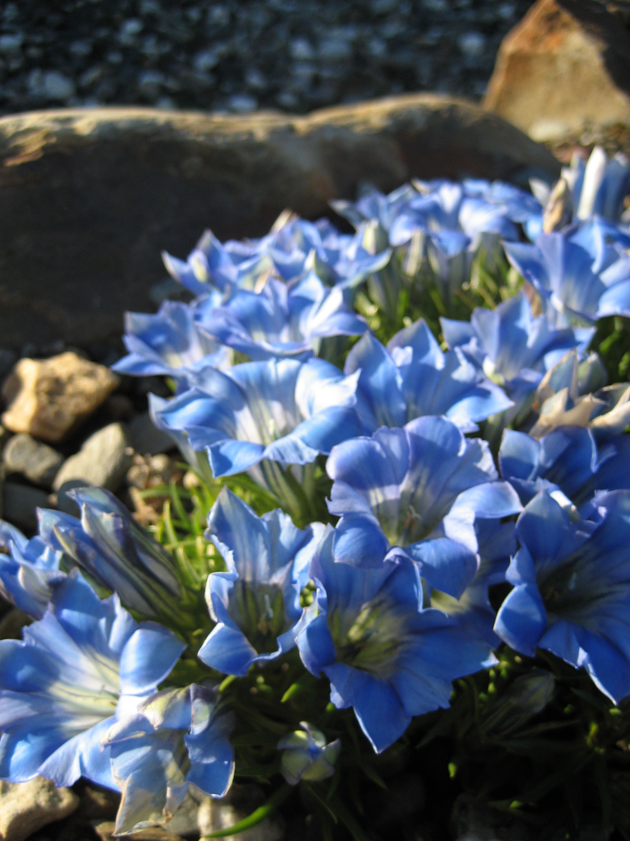 Gentiana 'Silken sky'