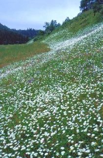 Gammelt slåttelandskap med ugjødslet slåttemark i Leksvika i Nord-Trøndelag - Copyright: Anders Lyngstad, NTNU