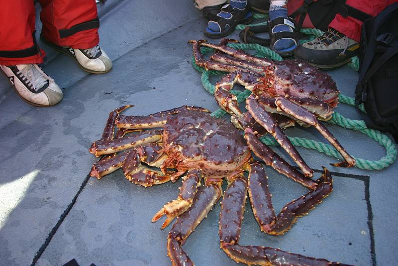 Kongekrabber  - Copyright: Terje Hågenstad