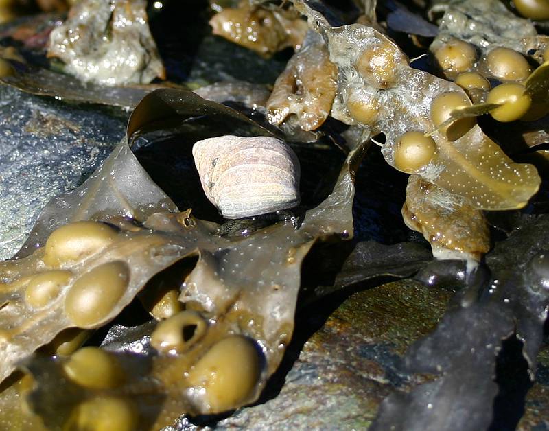 Sjøbunn med blæretang og sneglehus - Copyright: Kristin S. Karlsen