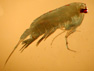 Anpmalosera patersoni