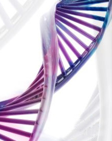 Hydrogenbindinger i DNA dobbelhelix
