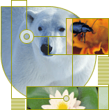 Svalbard og
  polarområdene