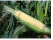 GMO: Maiskolbe. Foto: LMD
