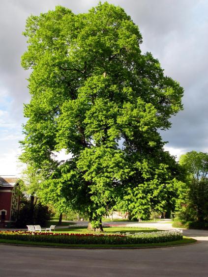 Tuntreet, the gorgeous courtyard linden outside the Noragric main building Tuntreet, the gorgeous courtyard linden outside the Noragric main building