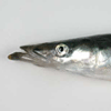 Bekymring for tobisbestanden
