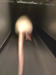 Rat running on treadmill