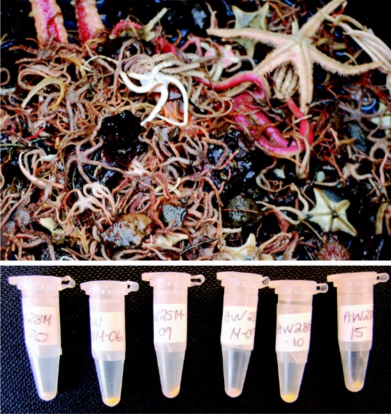 MARZYMES ORGANISMS TUBES (Bredde: 560px)