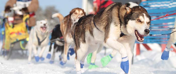FL-2013-Tommy-Hansen_2.jpg Huskies running close to camera